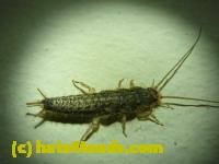 /home//u458753944/public_html/sourcegallery////////Insects and small critters/silverfish (Zygentoma)/P1060380.JPG